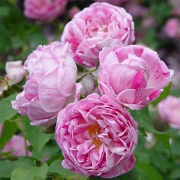 Rosier ancien Honorine de Brabant - Rosa (x) Bourbon