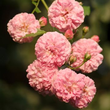 Rosier ancien Jacques Cartier - Rosa (x) Portland