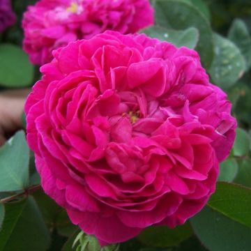 Rosier ancien Rose de Rescht - Rosa (x) damascena
