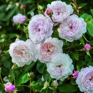 Rosier anglais Albrighton Rambler® - Ausmobile - Rosier liane