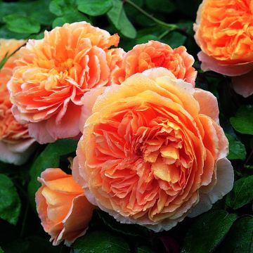 Rosier anglais Crown Princess Margareta® - Auswinter