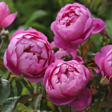 Rosier anglais Royal Jubilee® - Auspaddle