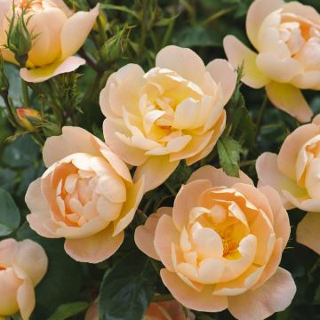 Rosier anglais The Lark Ascending® - Ausursula