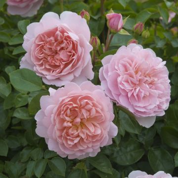 Rosier anglais Wildeve® - Ausbonny