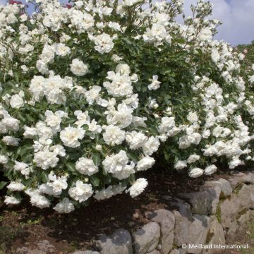 Rosier arbustif Rouge Meillandécor