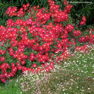 Rosier arbustif Rouge Meillandécor