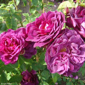 Rosier à fleurs groupées Park Abbey Rose