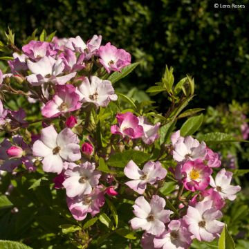 Rosier arbustif White Magic