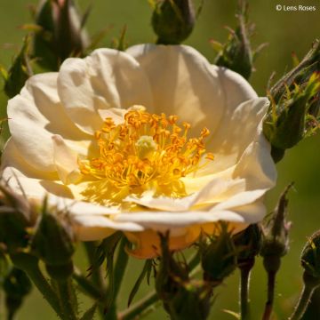 Rosier arbustif White Magic