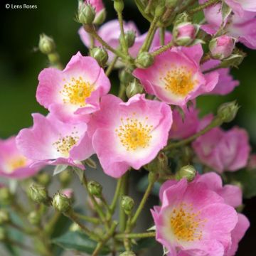 Rosier arbustif Rosy Boom Rose (Abellio Spaniuc)