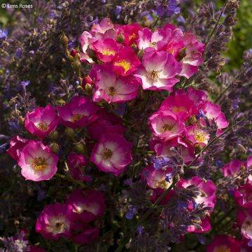 Rosier arbustif White Magic