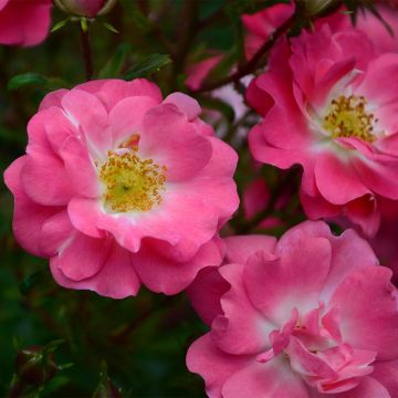 Rosier botanique - Rosa californica Plena