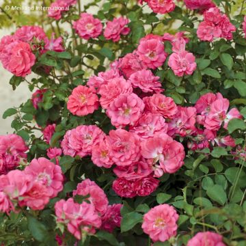 Rosier couvre-sol Knock Out en pot de 2L