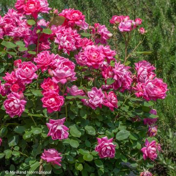 Rosier couvre-sol Knock Out en pot de 2L