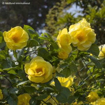 Rosier grimpant Colette Meiroupis
