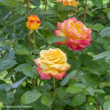 Rosier grimpant Colette Meiroupis