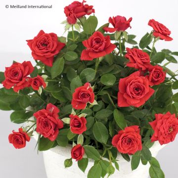 Rosier polyantha MONA LISA ® Meilyxir