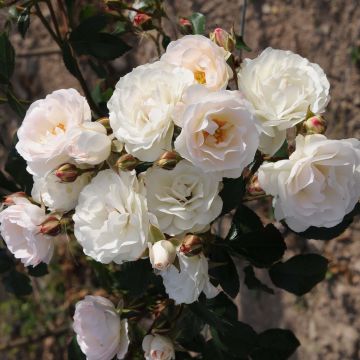 Rosier nain Bordure Blanche