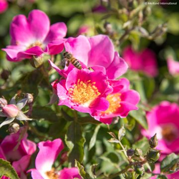 Rosier à fleurs groupées La Sevillana