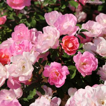 Rosier arbustif Rouge Meillandécor