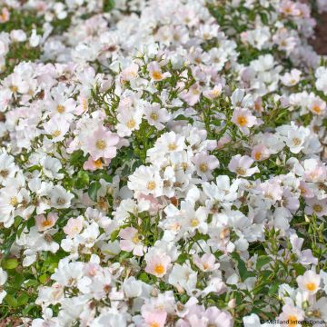 Rosier arbustif Douceur Normande