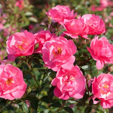 Rosier arbustif Douceur Normande