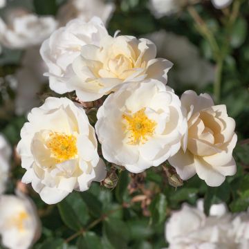 Rosier arbustif Douceur Normande