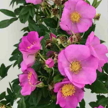 Rosier rugosa Jam-a-licious