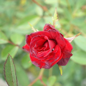 Rosier polyantha MONA LISA ® Meilyxir