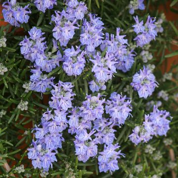 Rosmarinus officinalis Corsican Blue - Romarin