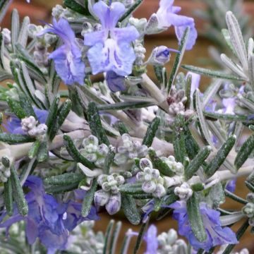 Rosmarinus officinalis Whitewater Silver - Romarin prostré