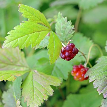 Rubus illecebrosus - Framboisier fraise japonais