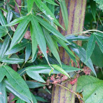 Rubus henryi bambusarum - Ronce de Henry à feuilles de bambou 