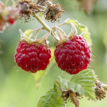 Eau distillée de Framboise BIOCOS - Rubus idaeus