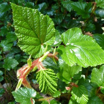 Ronce tricolor - Rubus tricolor