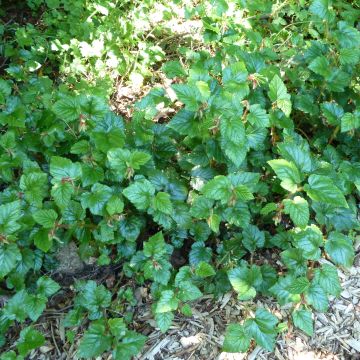 Rubus tricolor Betty Ashburner - Mûre Betty Ashburner
