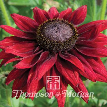 Graines de Rudbeckia Cherry Brandy - Rudbeckia hirta 