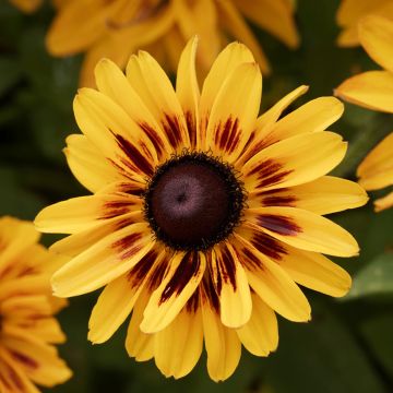 Rudbeckia Giggling SmileyZ - Echinacée hybride