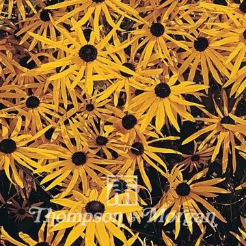 Rudbeckia Goldsturm 