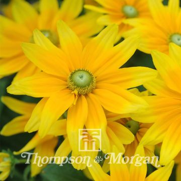 Graines de Rudbeckia Prairie Sun - Rudbeckia hirta