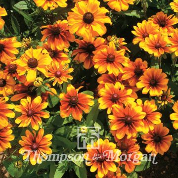 100 graines Fleurs à semer - Le Grenier d'Abondance - RUDBECKIA Hirta  Gloriosa Daisies