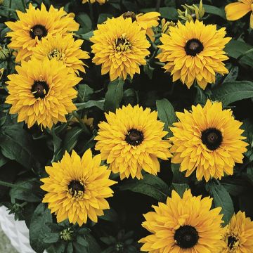 Rudbeckia annuel Goldilocks