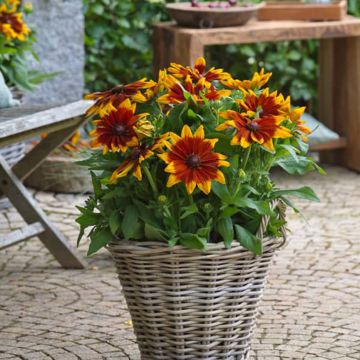 Rudbeckia annuel Sunbeckia Mia