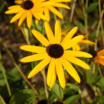 Rudbeckia fulgida Goldsturm - Soleil vivace d'automne