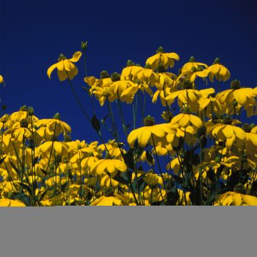 Rudbeckia nitida Herbstsonne - Soleil vivace d'automne