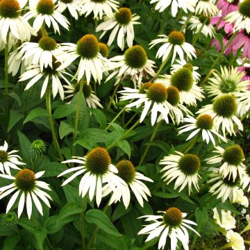 Echinacea purpurea Alba - Echinacée