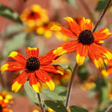 Rudbeckia triloba Prairie Glow