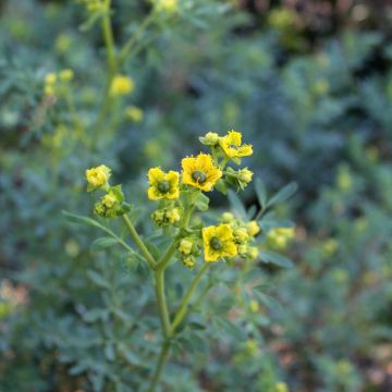 Rue Fétide - Ruta graveolens - Rue officinale