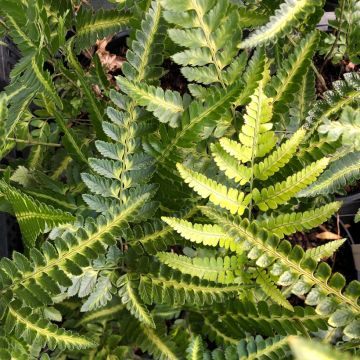 Rumohra adiantiformis Variegata - Fougère des fleuristes panachée