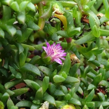 Ruschia prostrata - Antimima prostrée